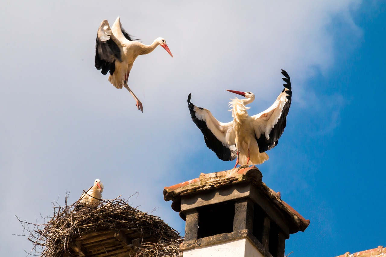 Image - storks birds animal storchennest