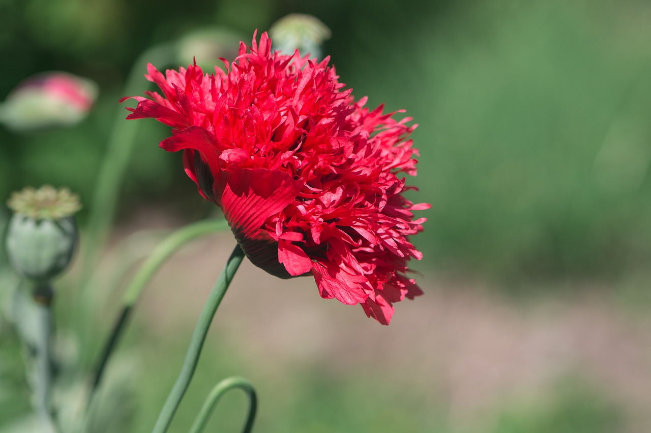 Image - poppy red poppy red filled poppy