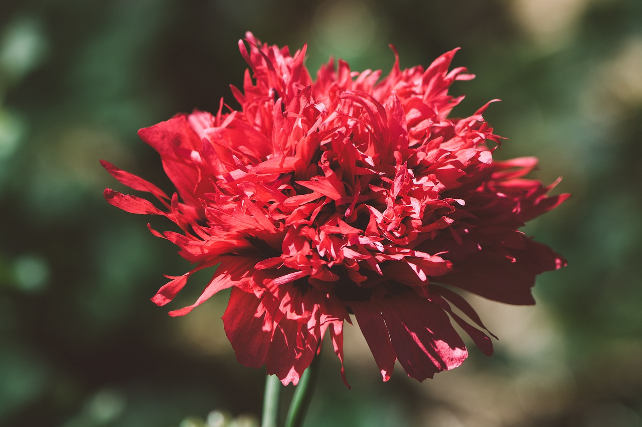 Image - poppy red red poppy flower