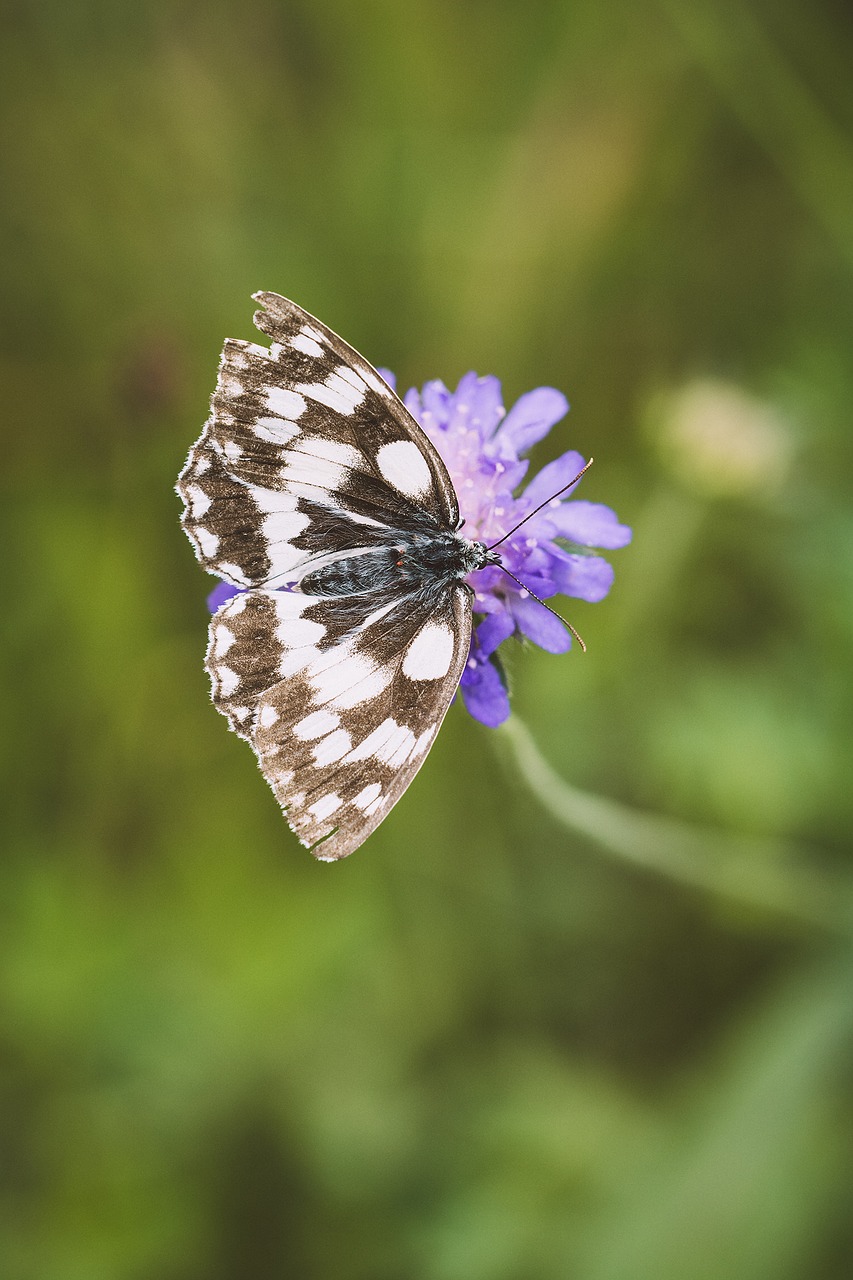 Image - butterfly chess board women s board