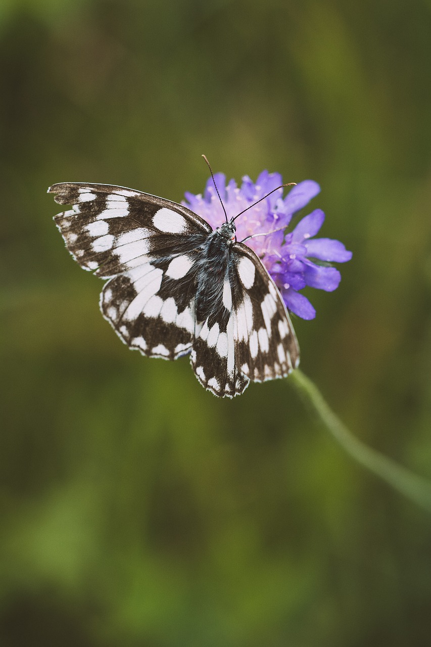 Image - butterfly chess board women s board