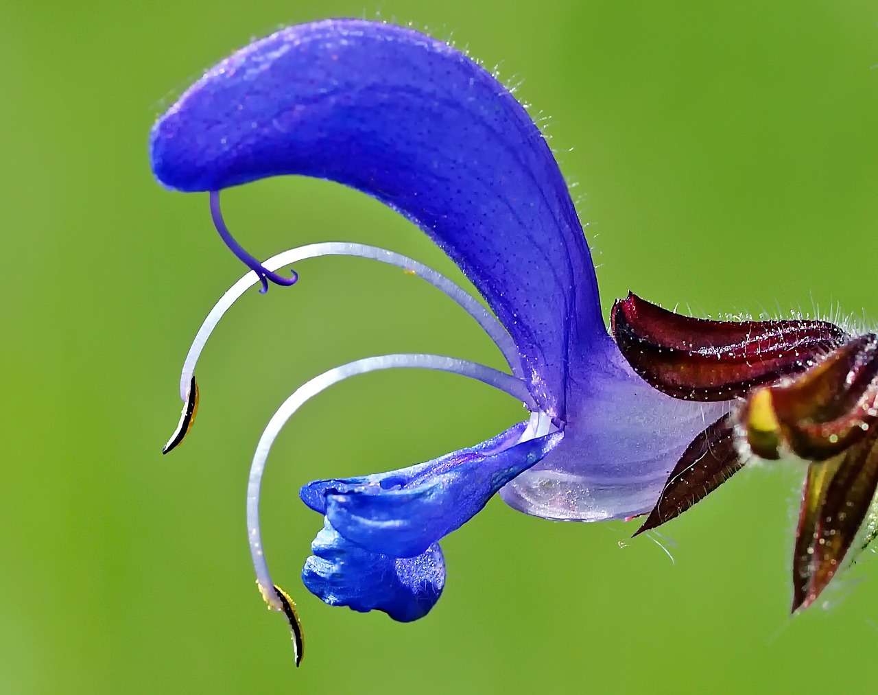 Image - plant nature live