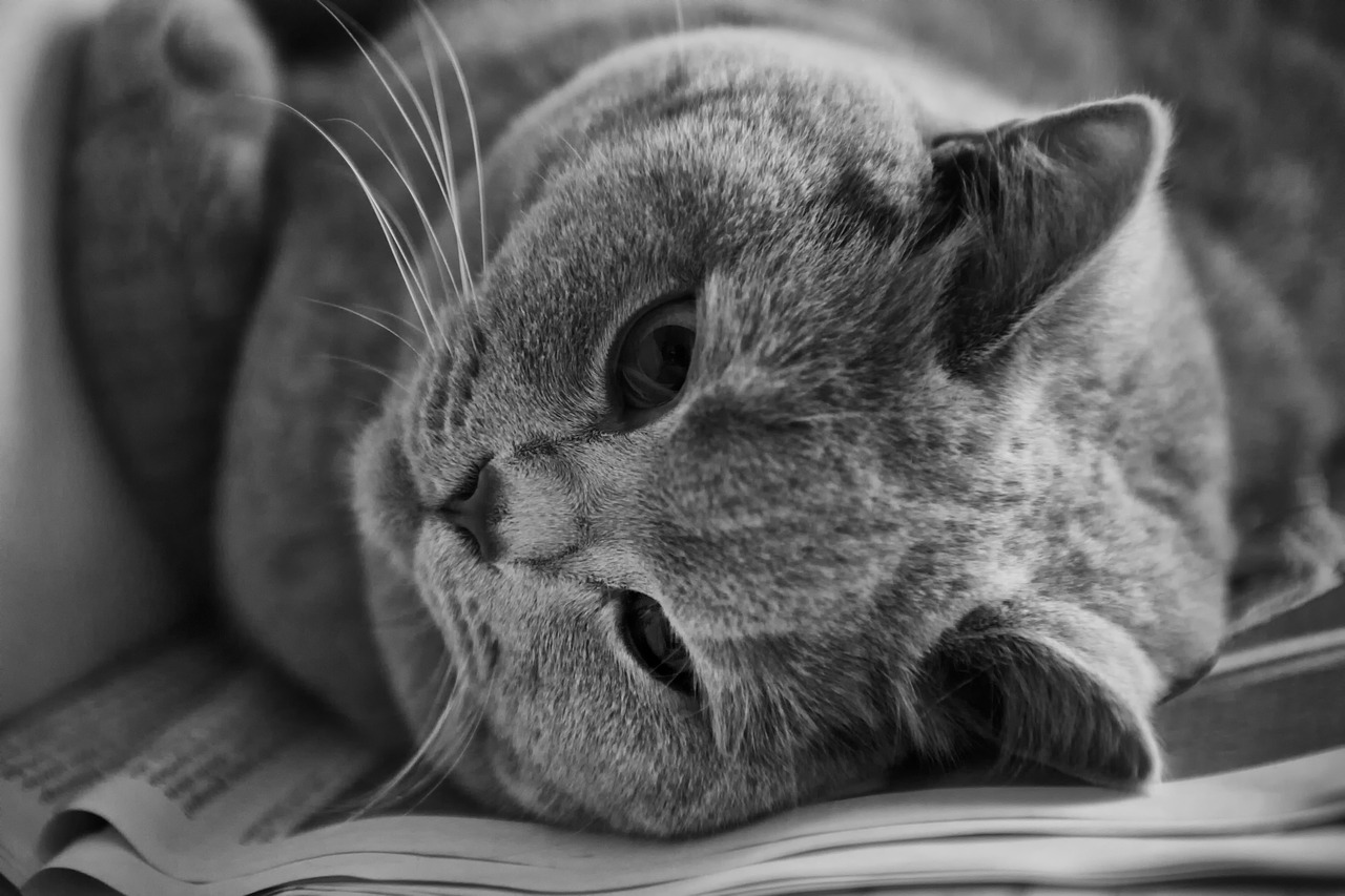 Image - cat british shorthair thoroughbred