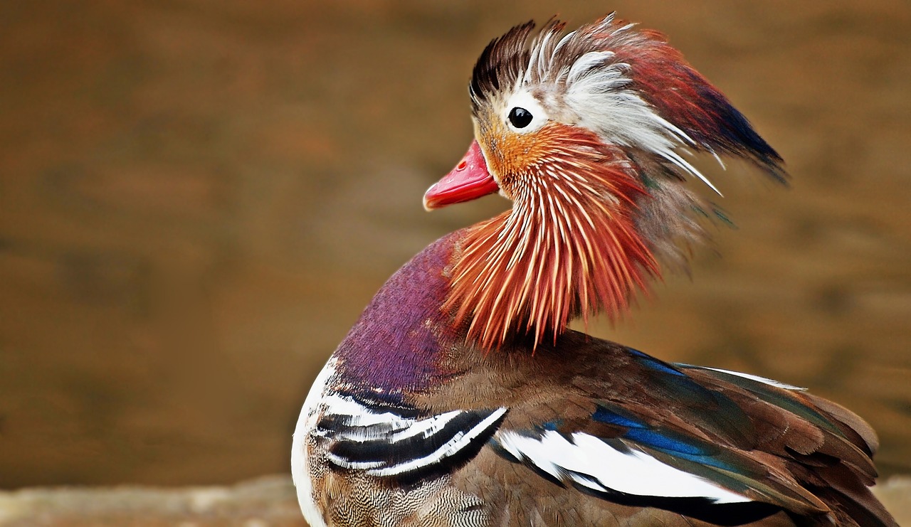 Image - animal nature live