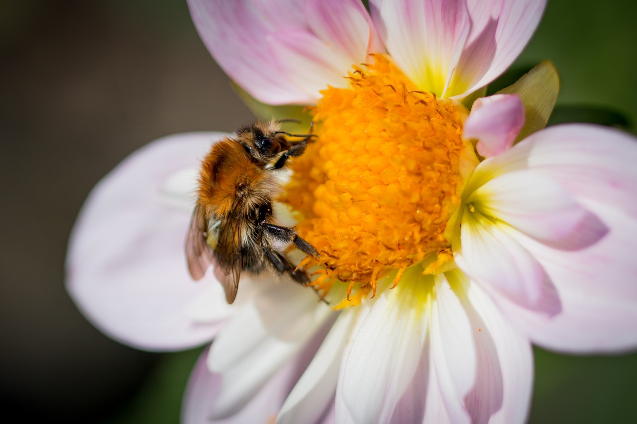 Image - dahlia hortensis hummel blossom