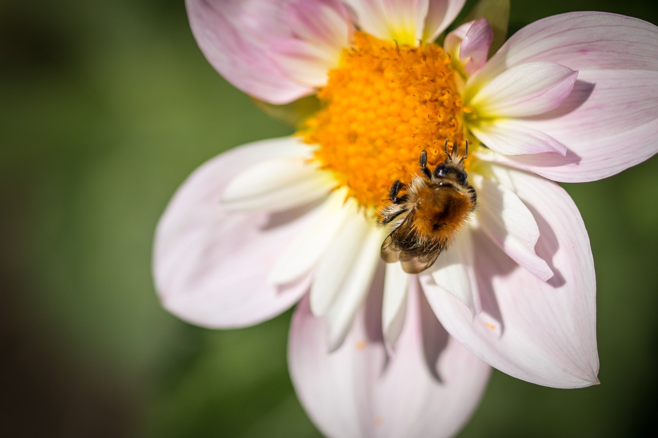 Image - dahlia hortensis hummel blossom