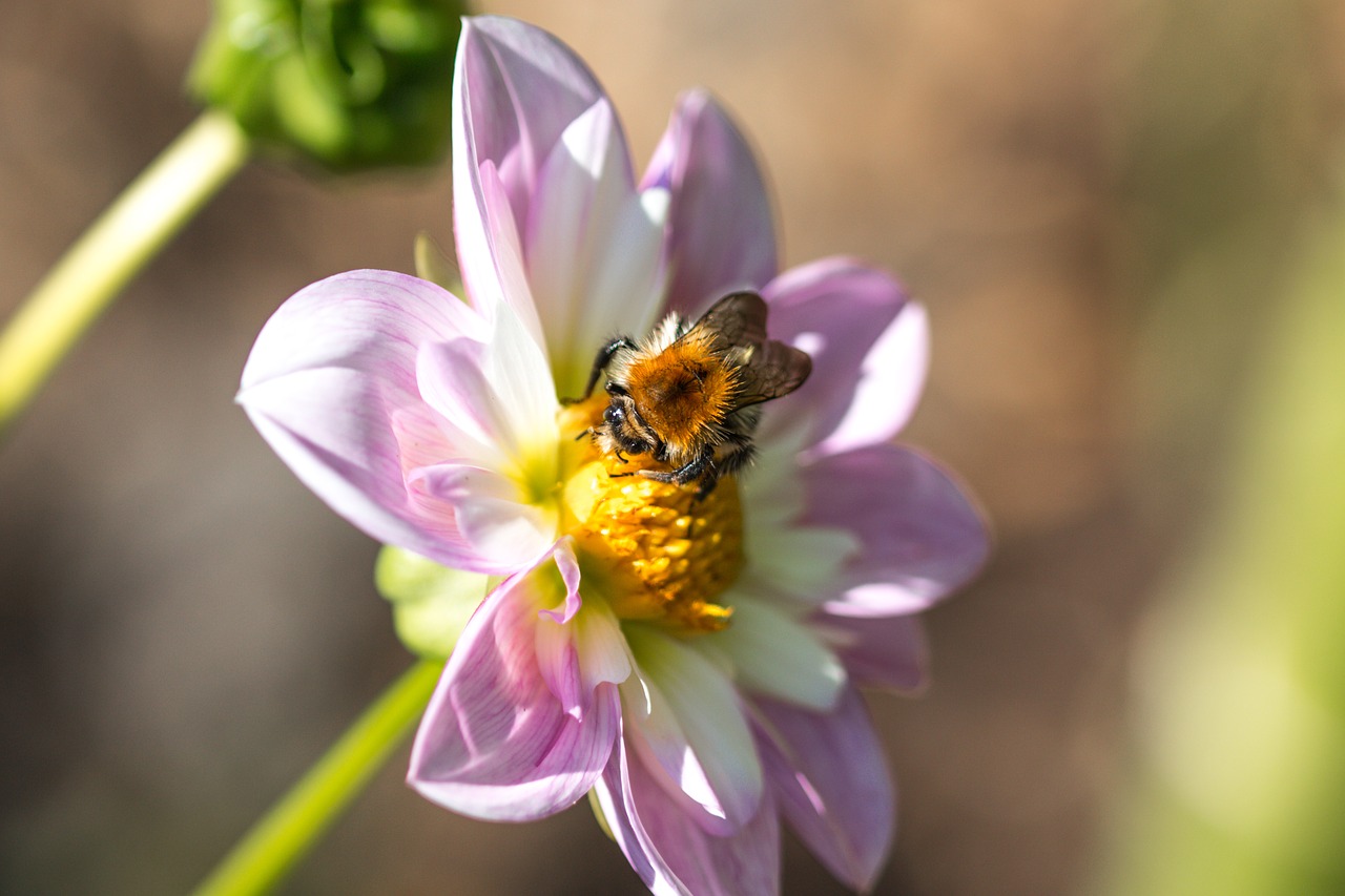 Image - dahlia hortensis hummel blossom