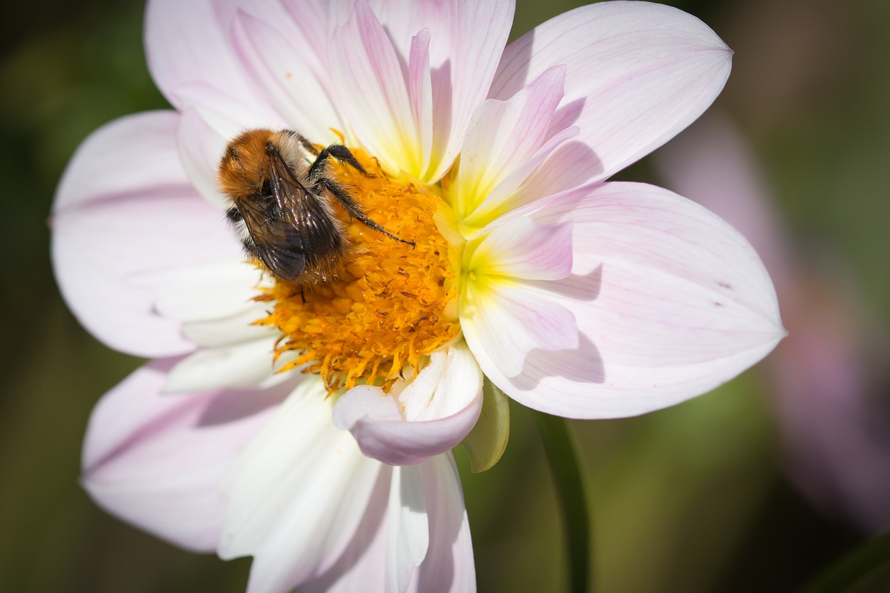 Image - dahlia hortensis hummel blossom