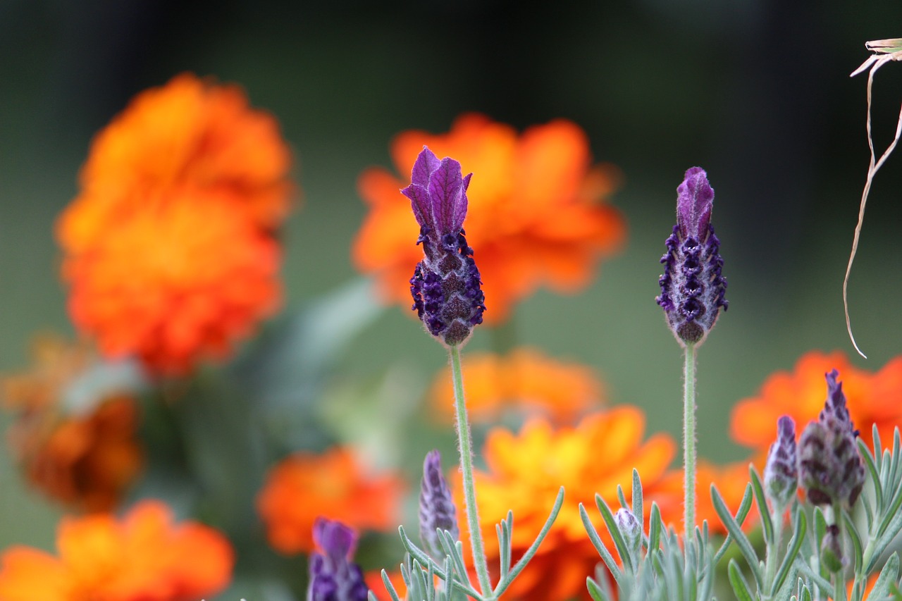 Image - nature purple lavender orange