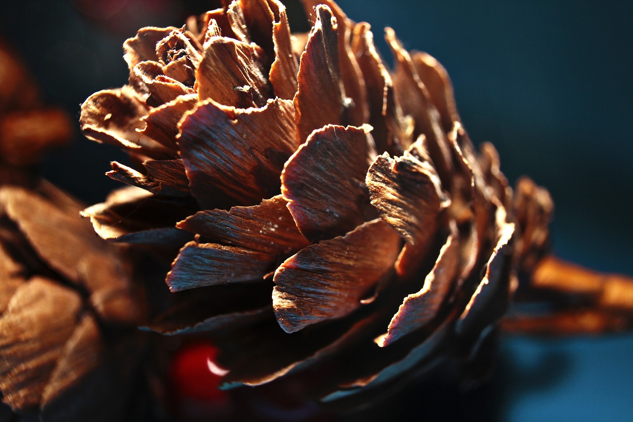 Image - tap pine cones larch cones brown