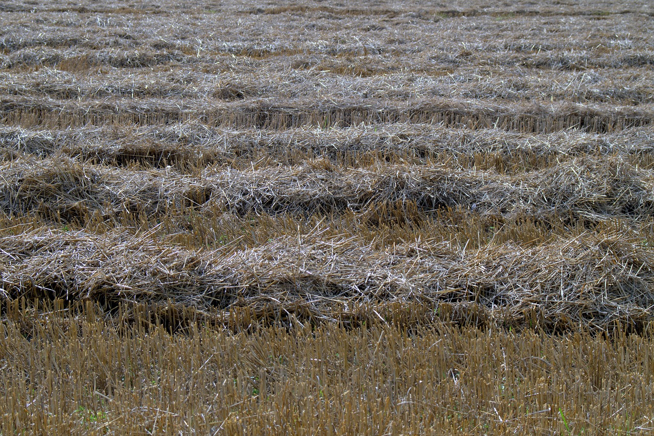 Image - harvest straw stubble corn field