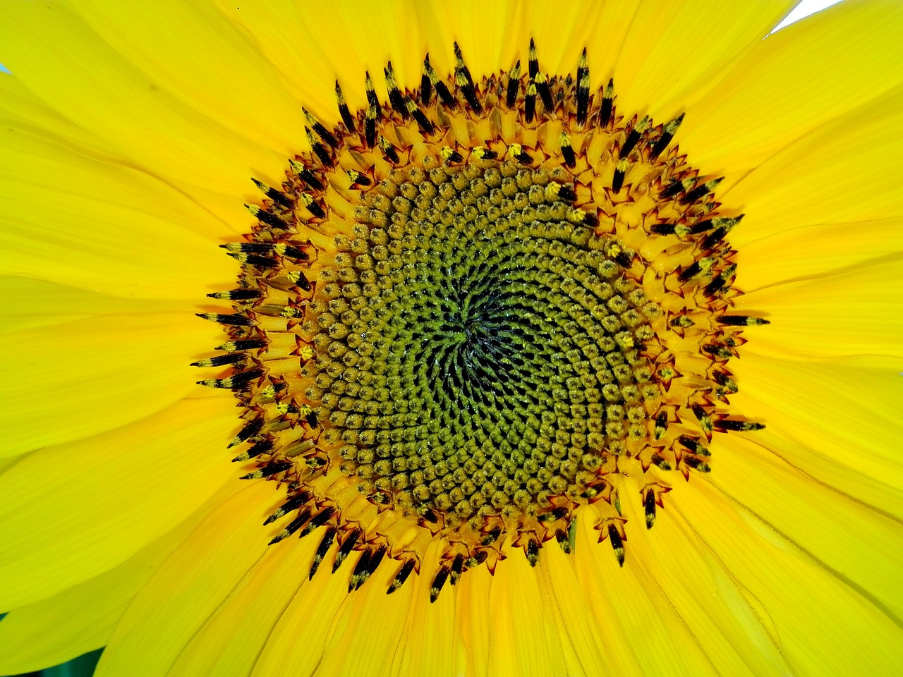 Image - fibonacci sun flower yellow close