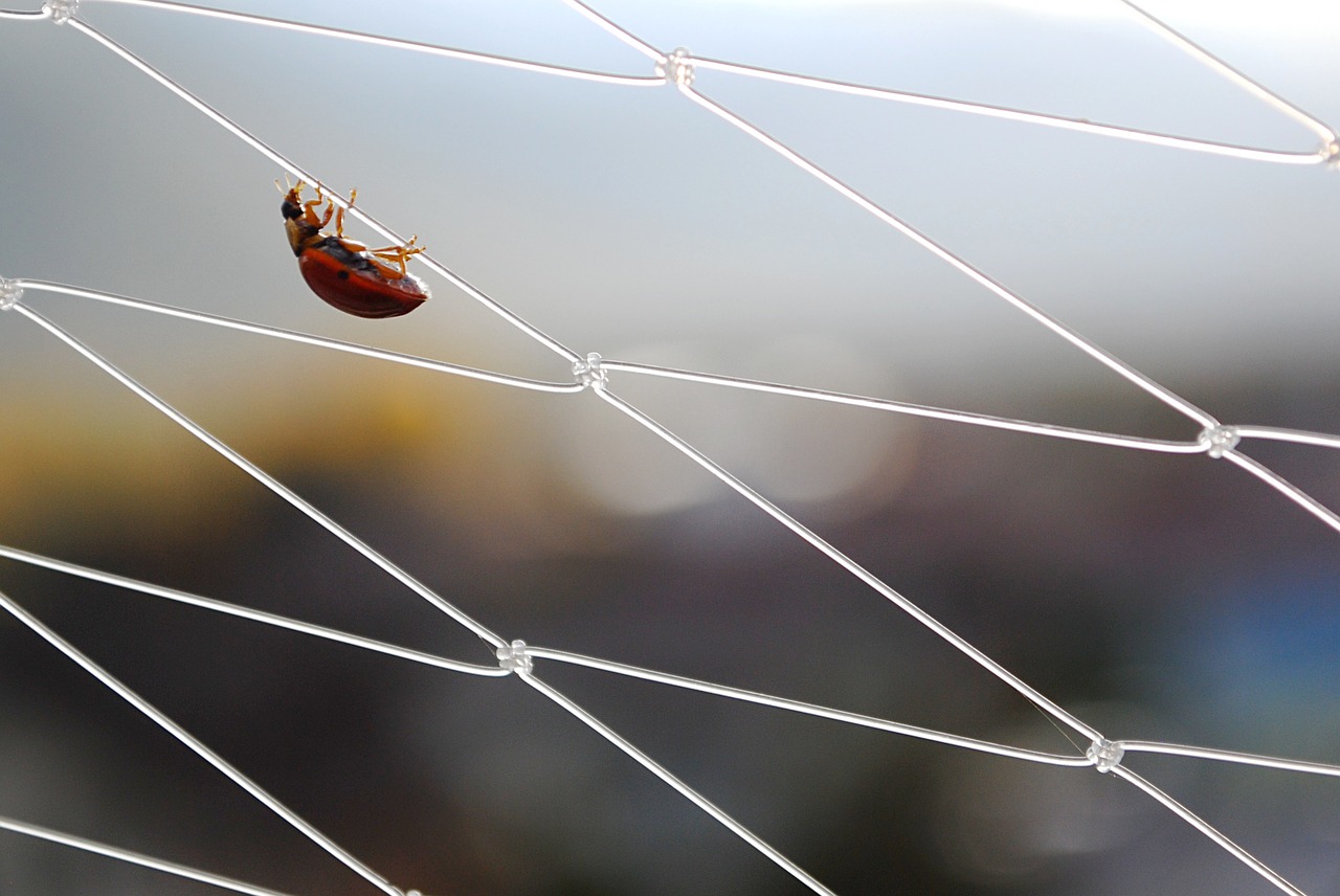 Image - ladybug insect balance red