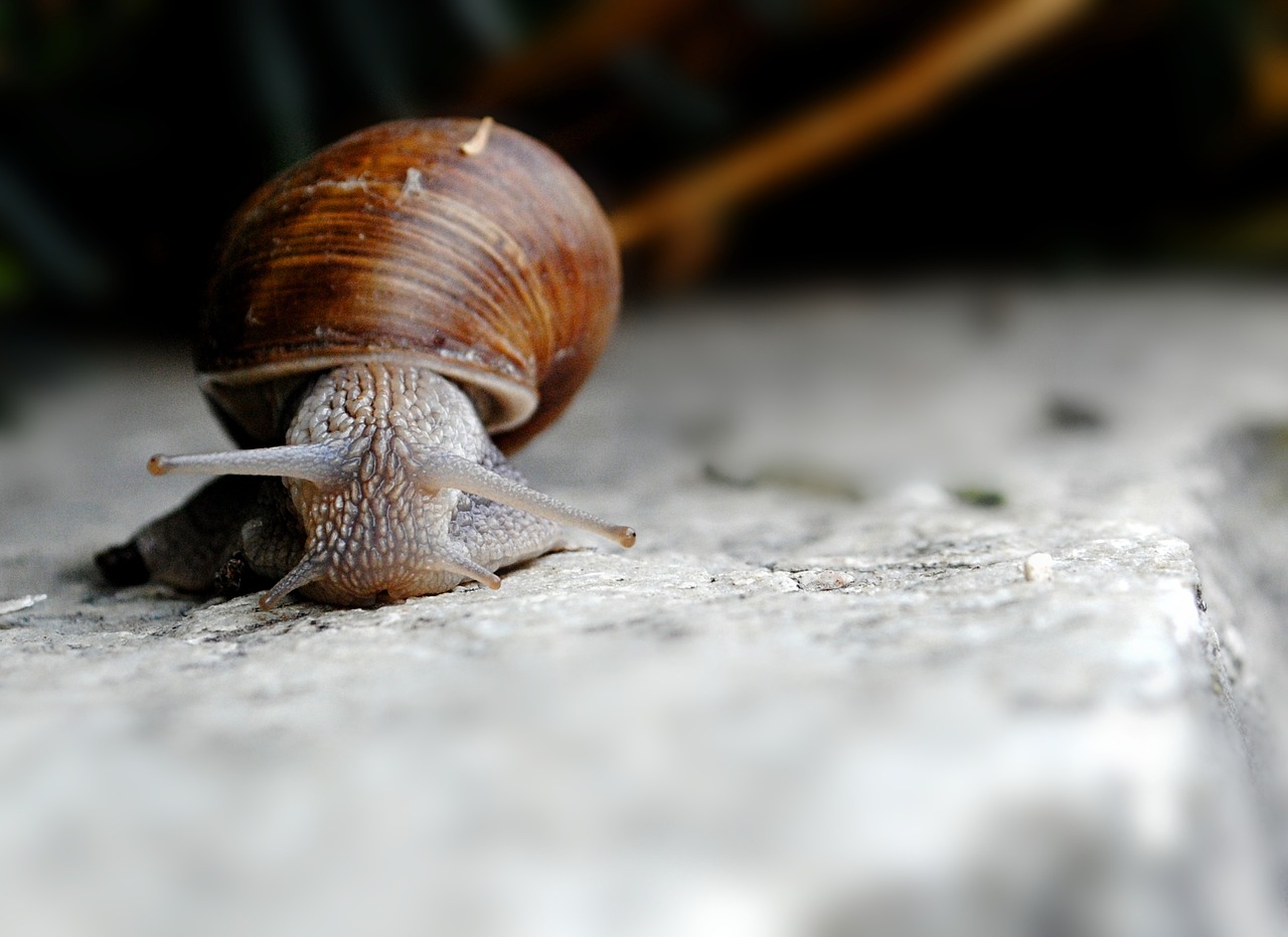 Image - snail shell gastropod grimace