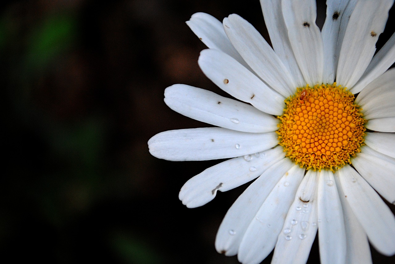 Image - flower marguerite white dew nature