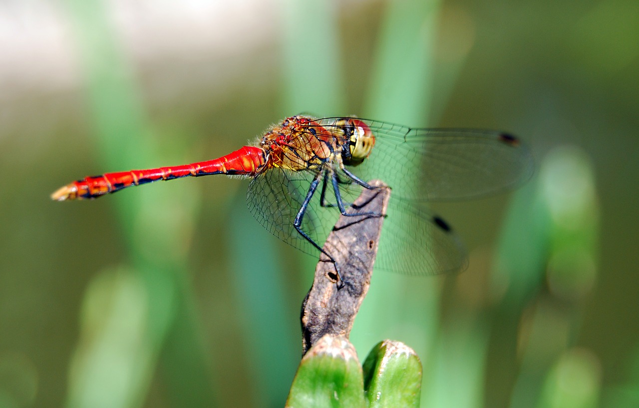 Image - dragon fly insect red nature