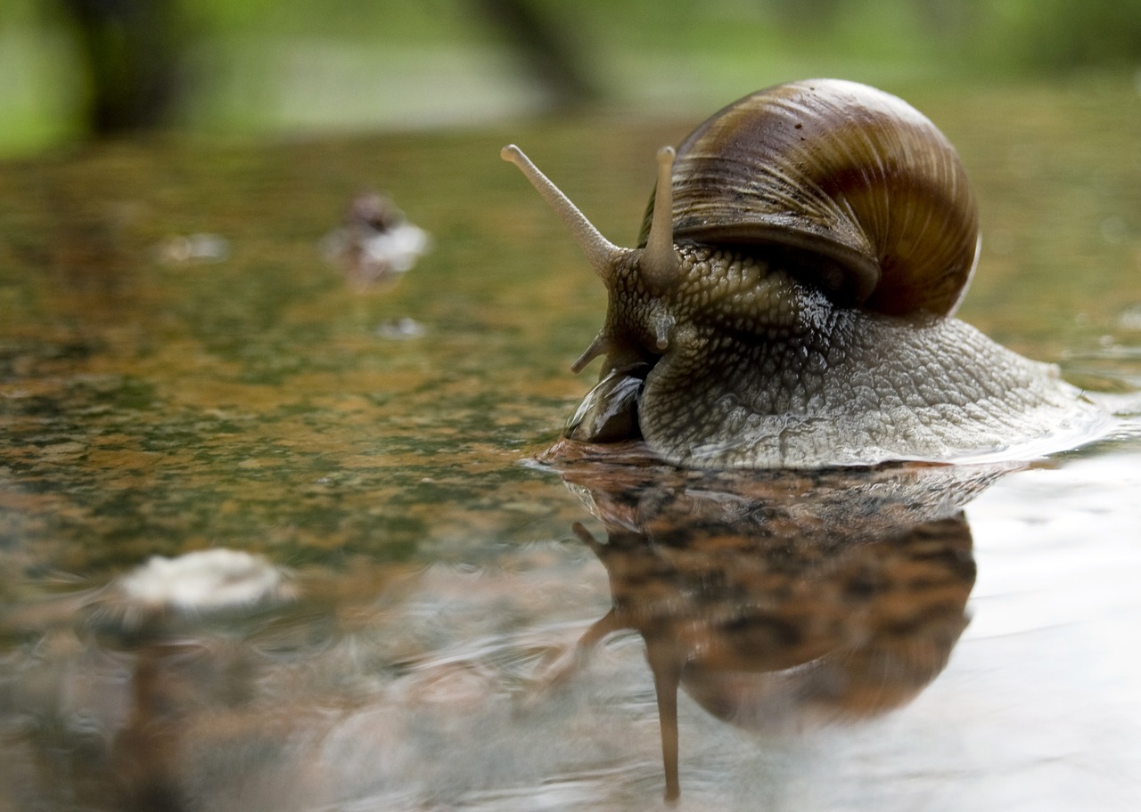 Image - shell love for animals macro green