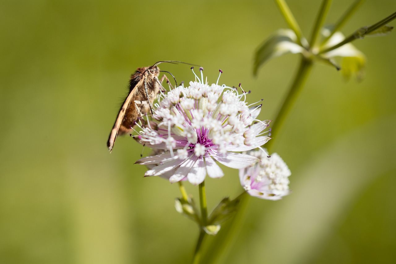 Image - flower pointed flower butterfly