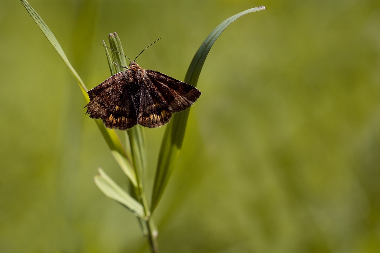 Image - butterfly grass blade of grass