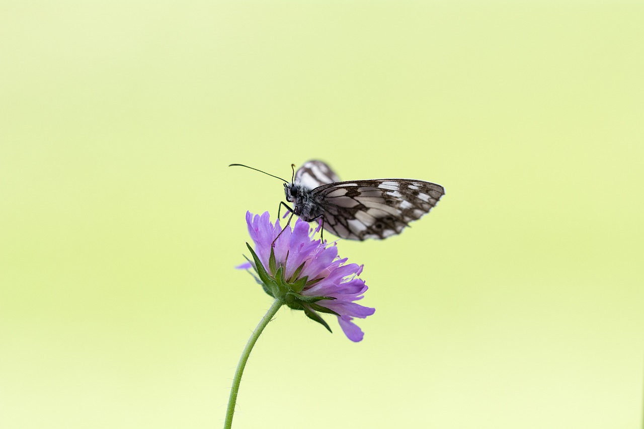 Image - butterfly chess board women s board