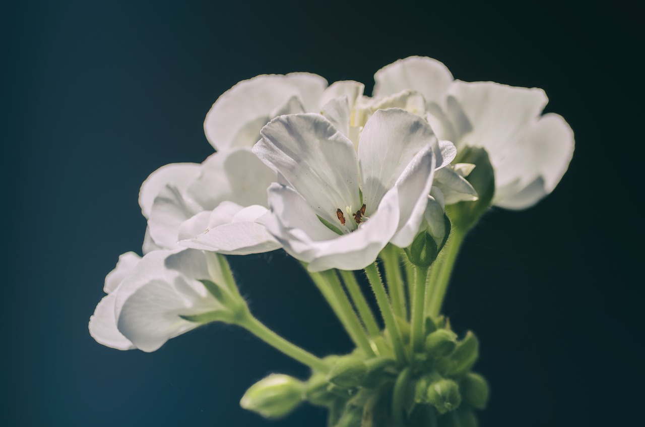 Image - geranium flower garden plant