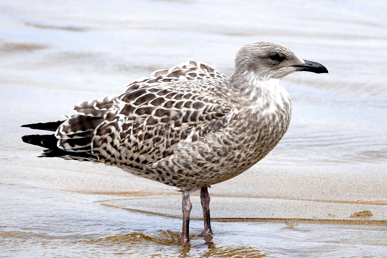 Image - seagull bird animal nature gull