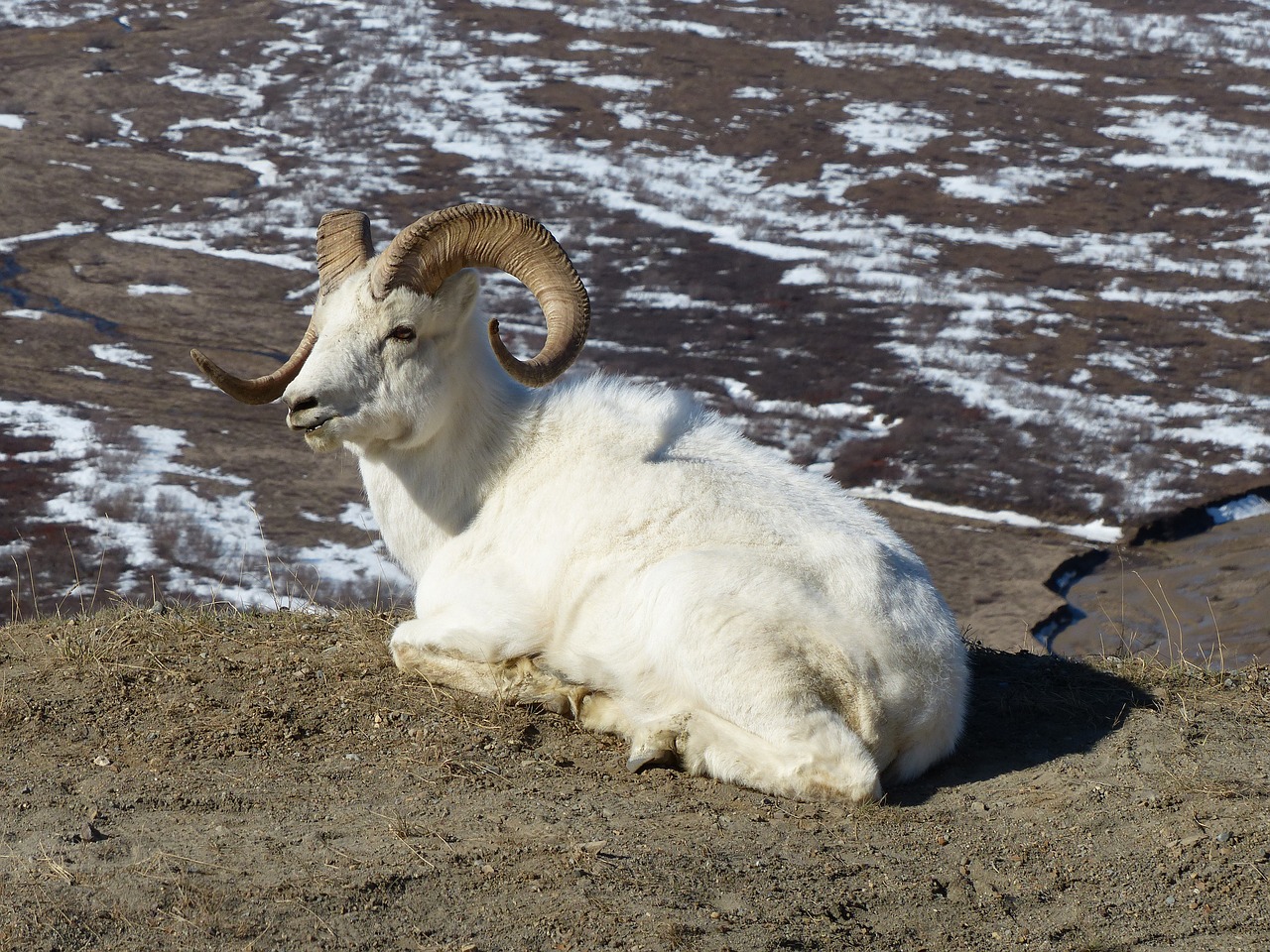 Image - wildlife sheep alaska denali