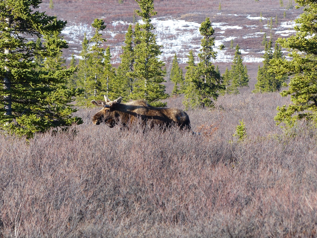 Image - moose wild nature wildlife alaska