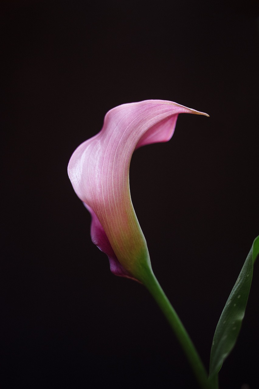 Image - calla lilly flower pink calla