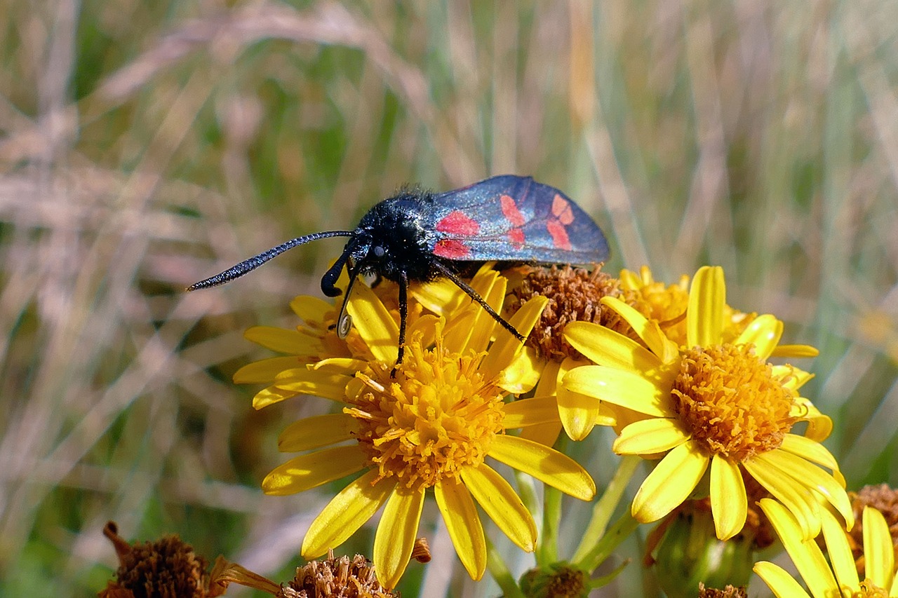 Image - six spotted burnet moth moths insect