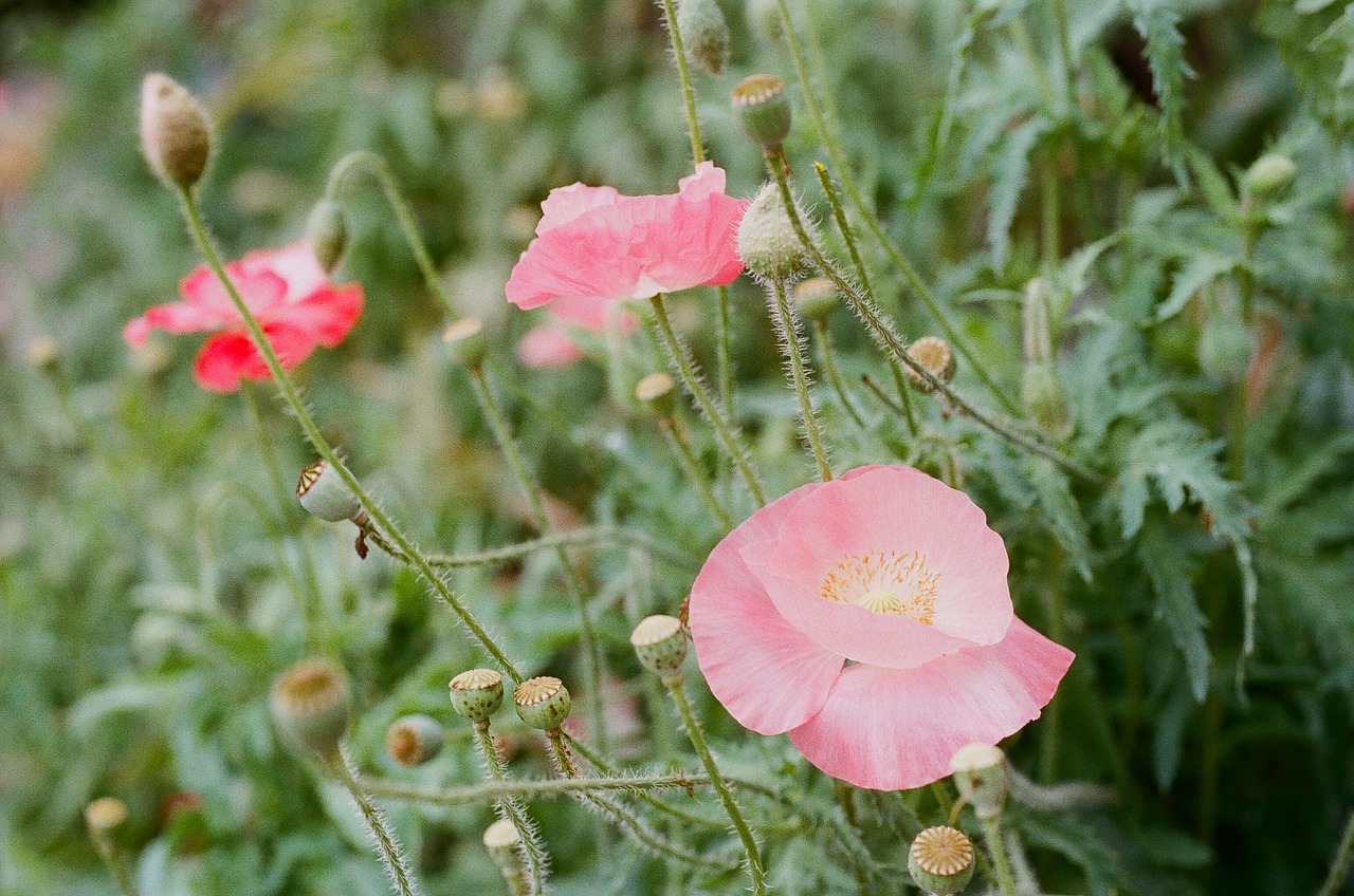 Image - poppy flower garden pink meadow