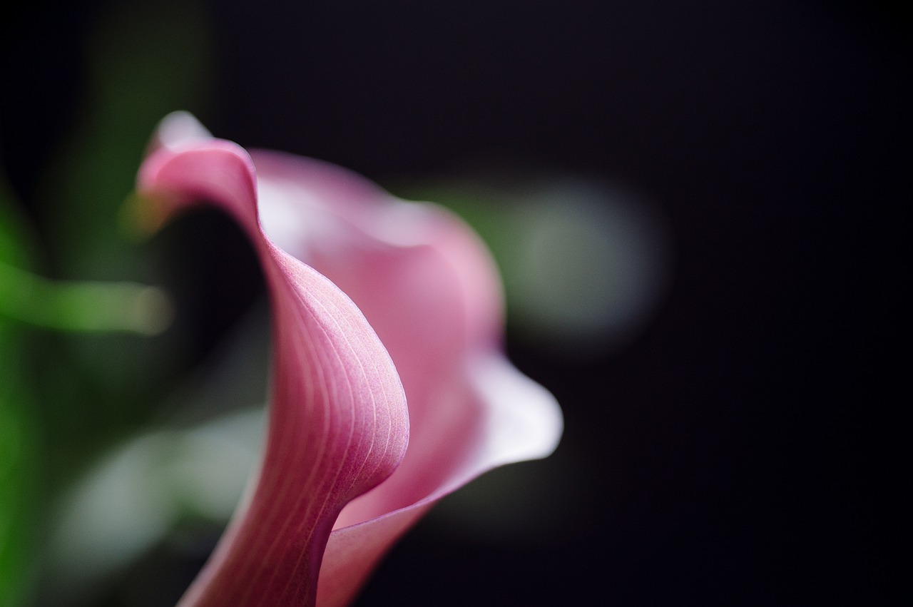 Image - calla lilly flower nature floral