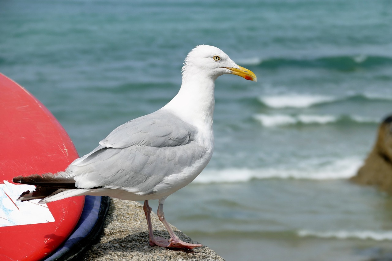 Image - seagull bird animal nature gull