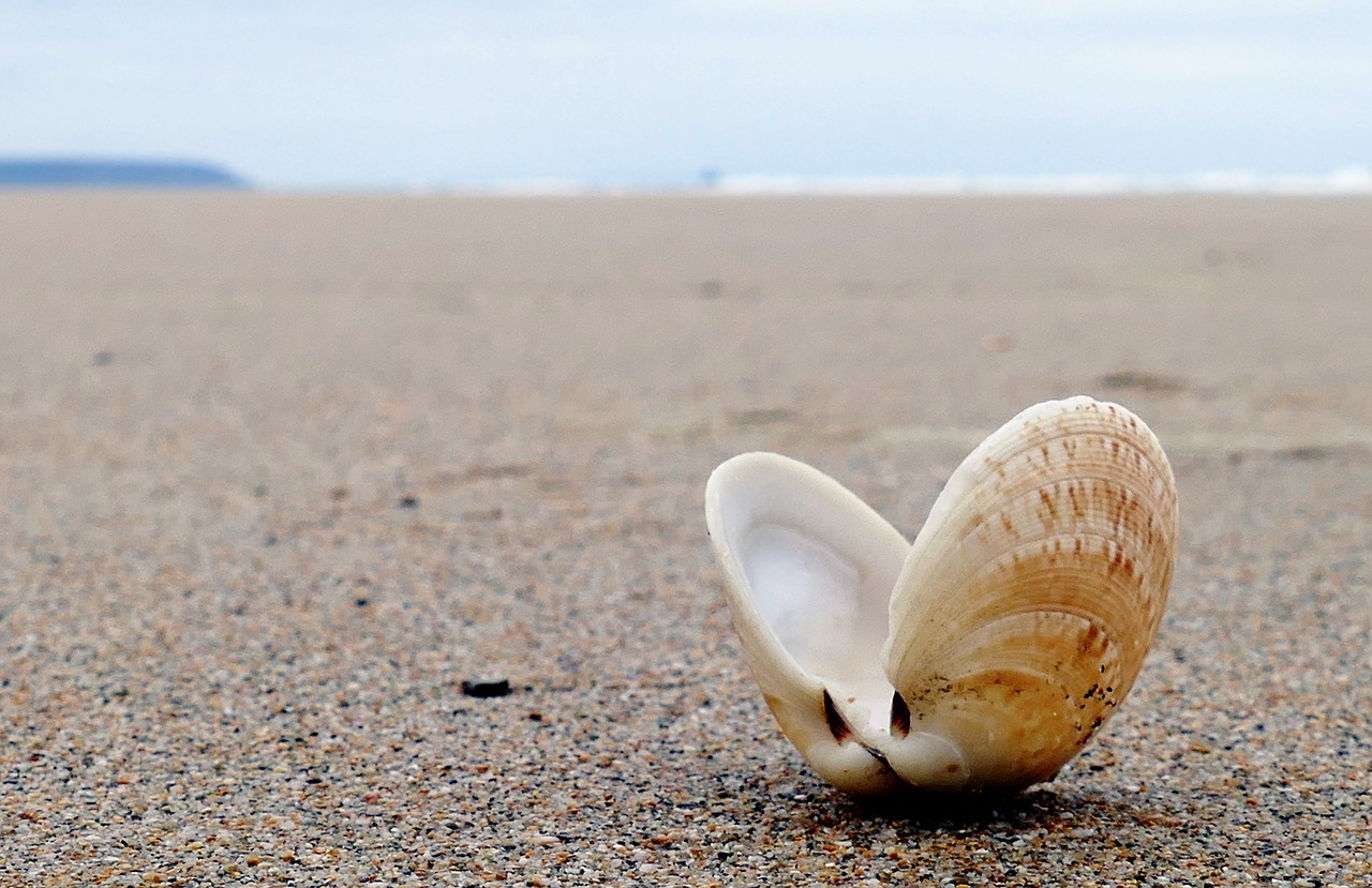 Image - seashell beach sea summer ocean