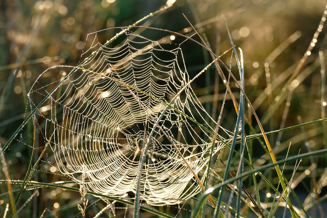 Image - spider web webs spider nature dew