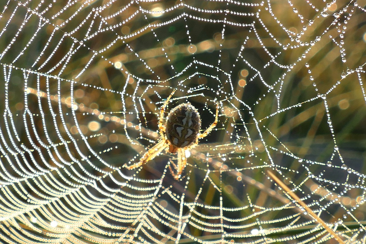 Image - spider web webs nature dew cobweb