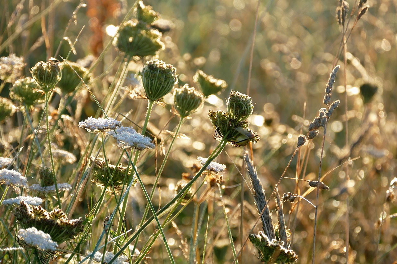 Image - plants contre jour nature green