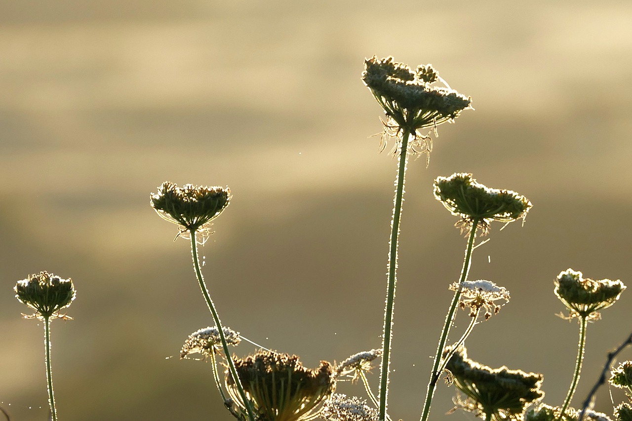 Image - plants contre jour nature green