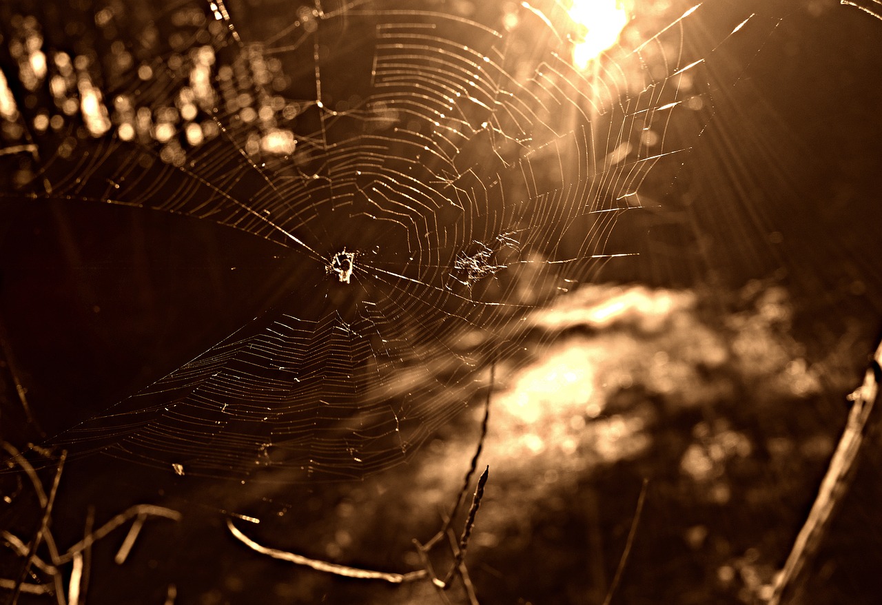 Image - spider web spider insect web net