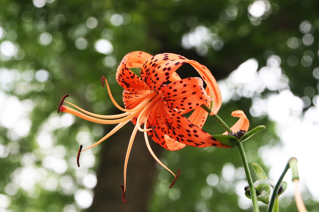 Image - lilium lancifolium lily