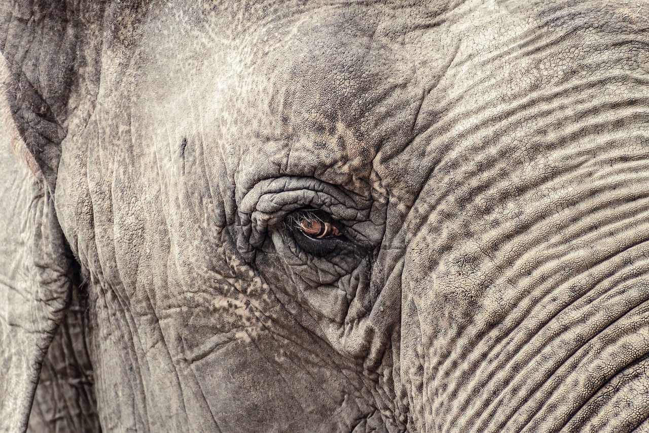 Image - elephant animal grey