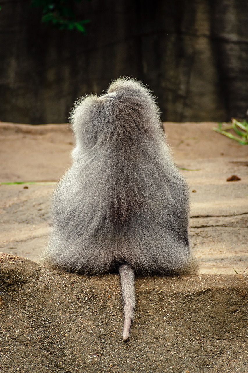 Image - baboon papio hamadryas monkey