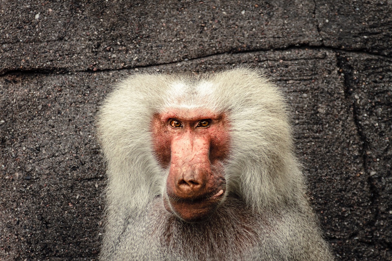 Image - baboon papio hamadryas monkey