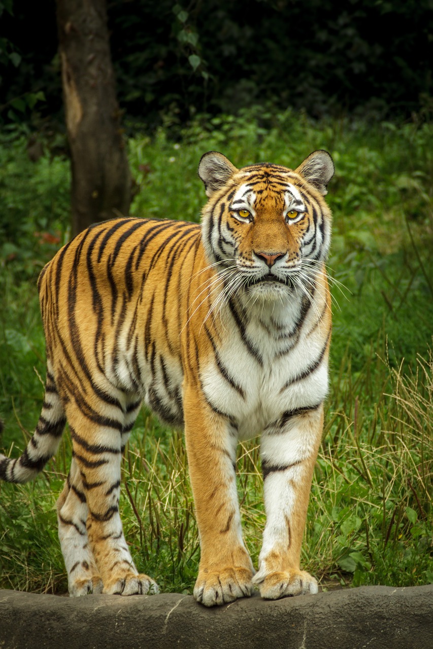 Image - panthera tigris altaica tiger