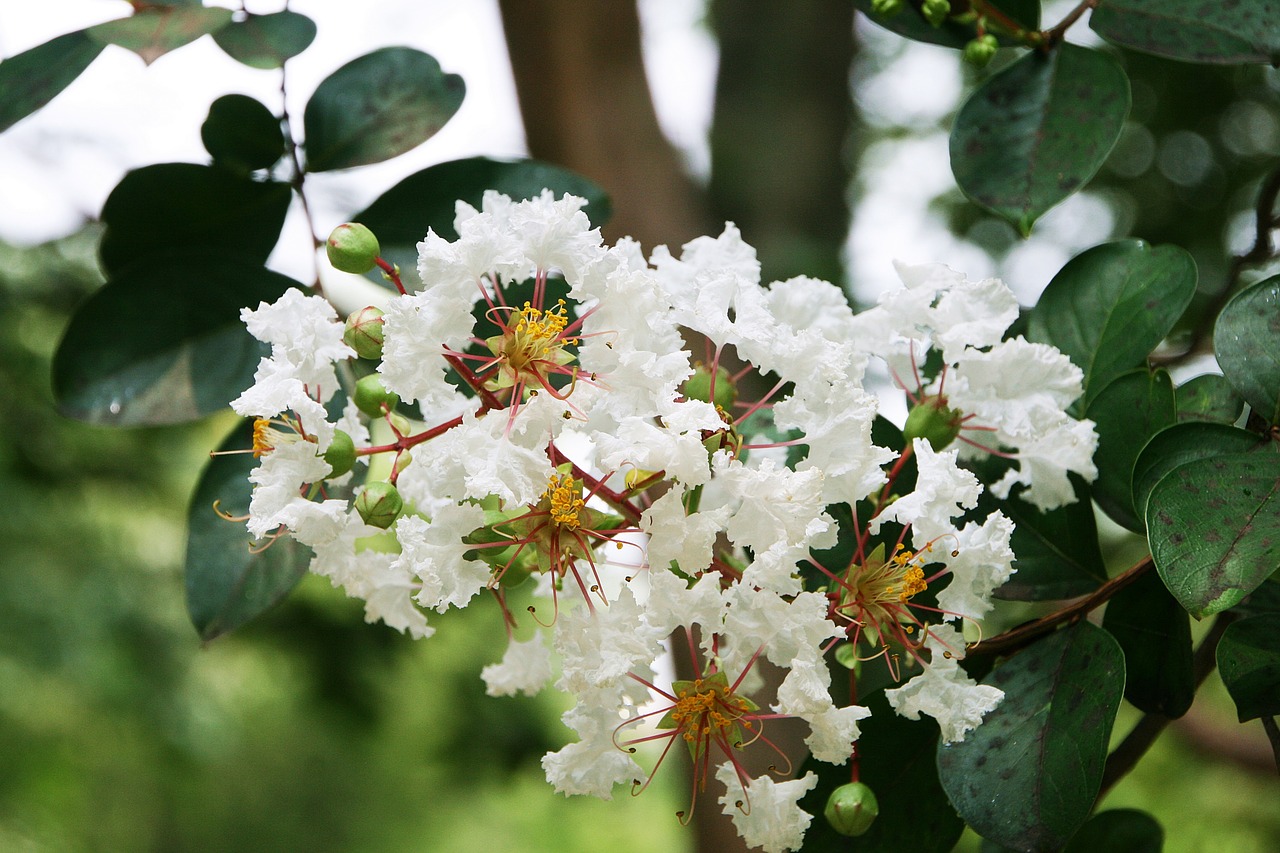 Image - crape myrtle trees