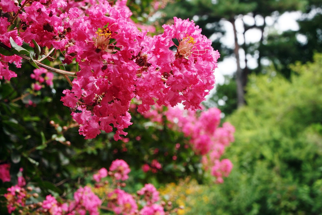 Image - lagerstroemia indica