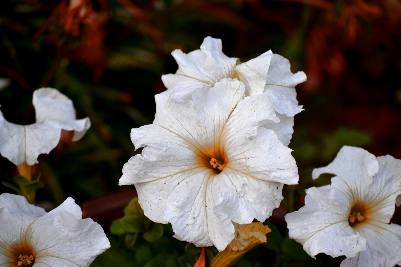 Image - white petunia crisp bright