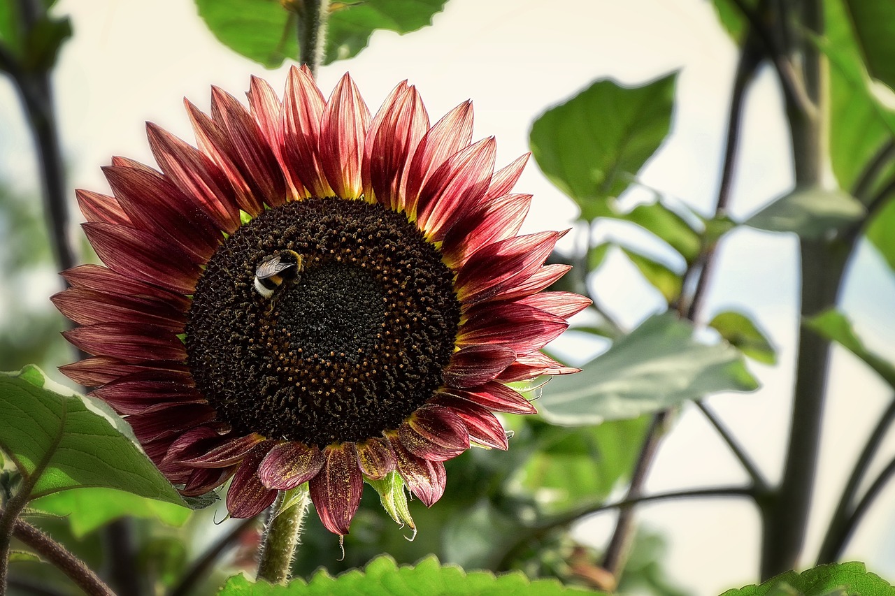 Image - sunflower flower summer yellow