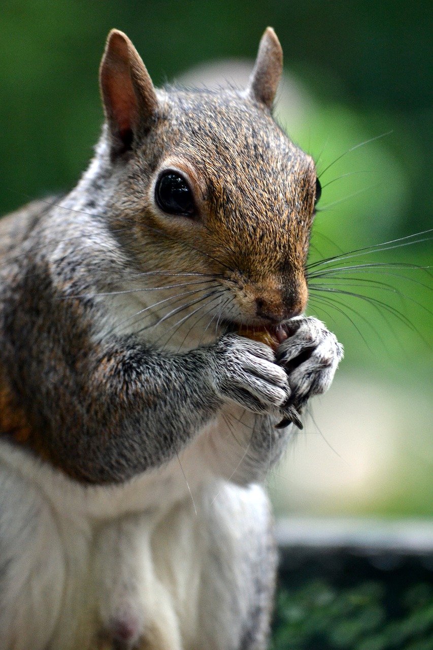 Image - squirrel animal acorn