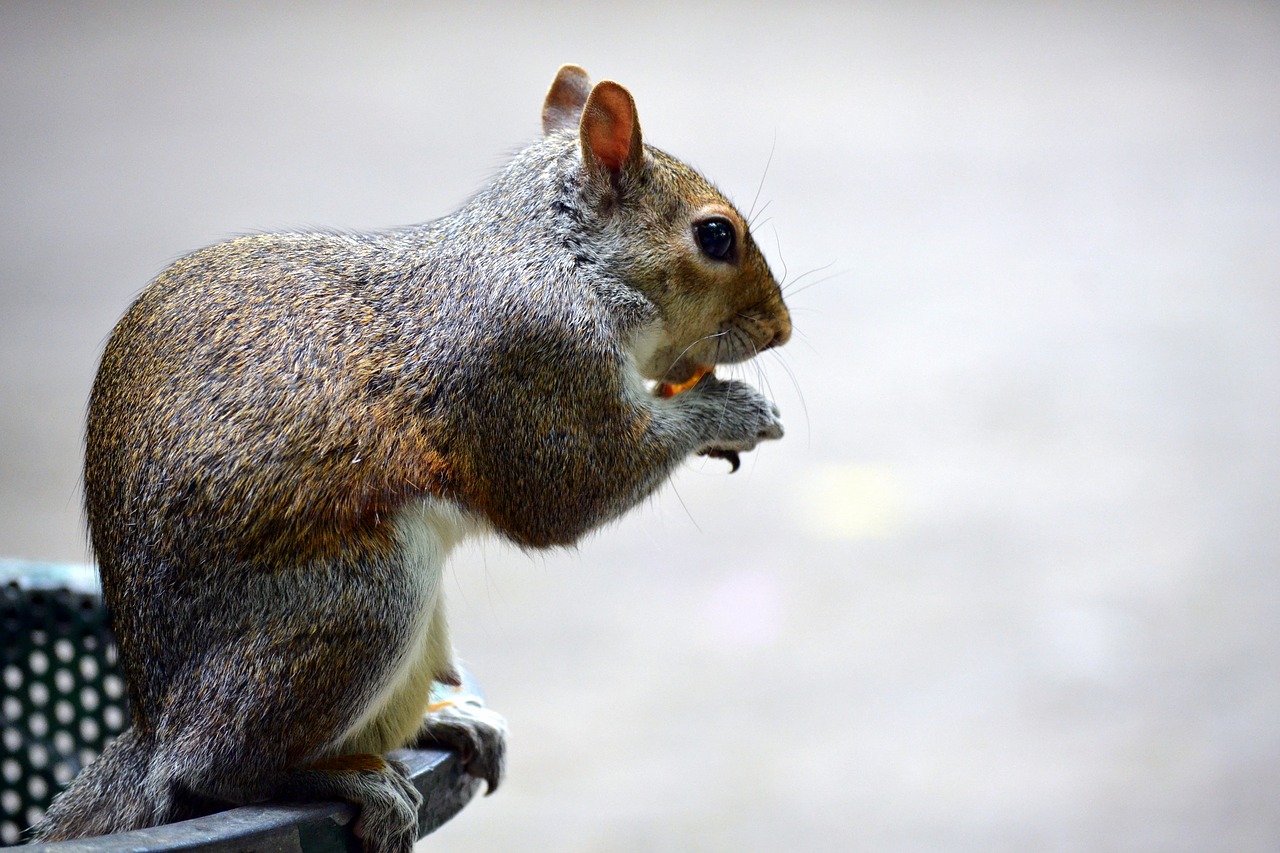 Image - squirrel park acorn